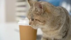 KEEPOW TPAP002 Hepa Filter Replacement Compatible With TOPPIN TPAP002 HEPA Air Purifier Comfy Air C1, Part # TPFF002 (2 Pack) 11 KEEPOW TPAP002 Hepa Filter Replacement Compatible With TOPPIN TPAP002 HEPA Air Purifier Comfy Air C1, Part # TPFF002 (2 Pack) -Solo Stoves Shop 51SRaF2buZL